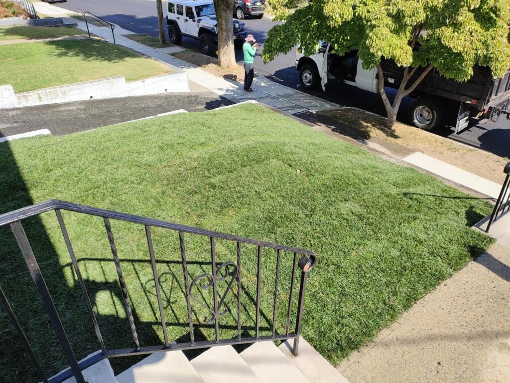 sod installation
