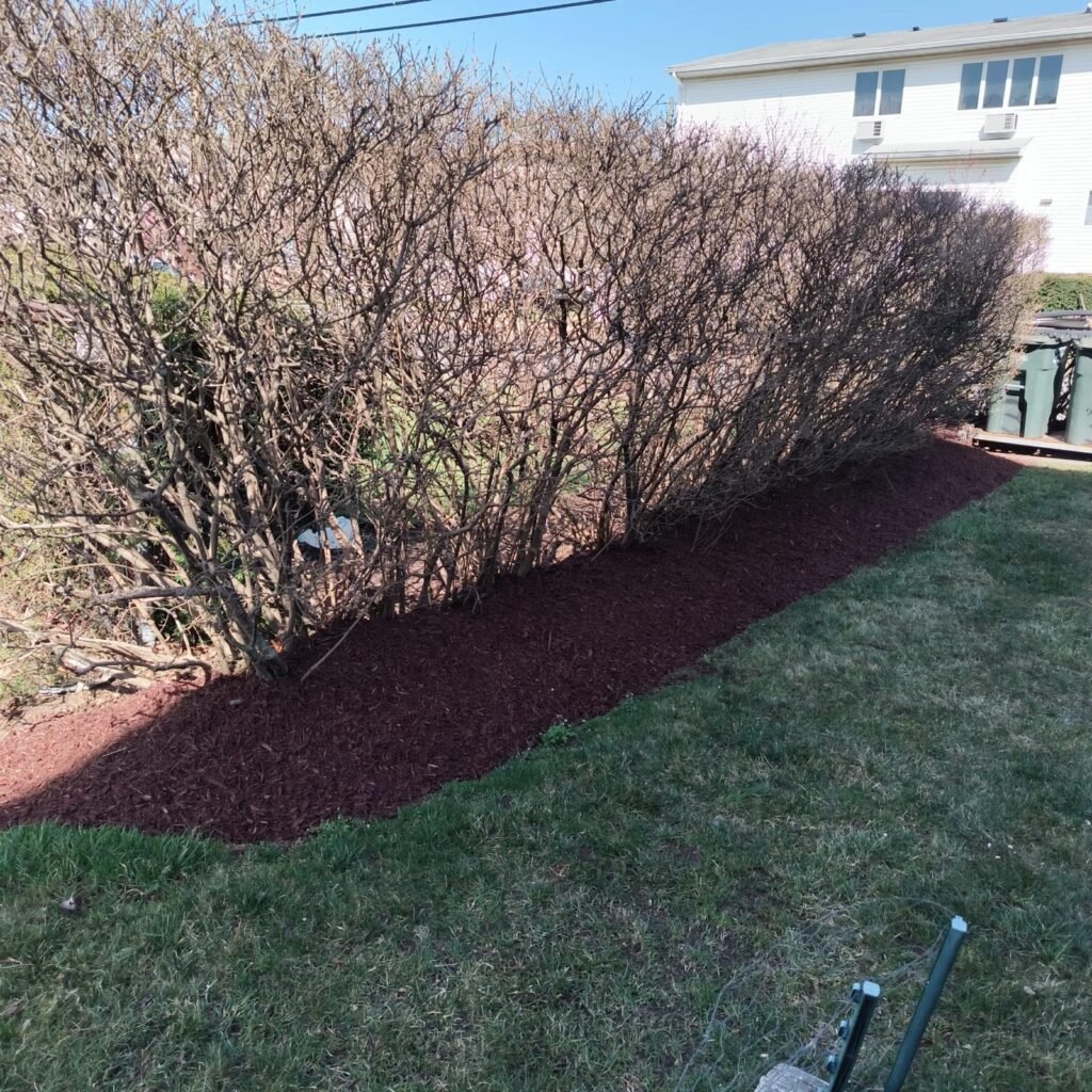 small tree and branch removal